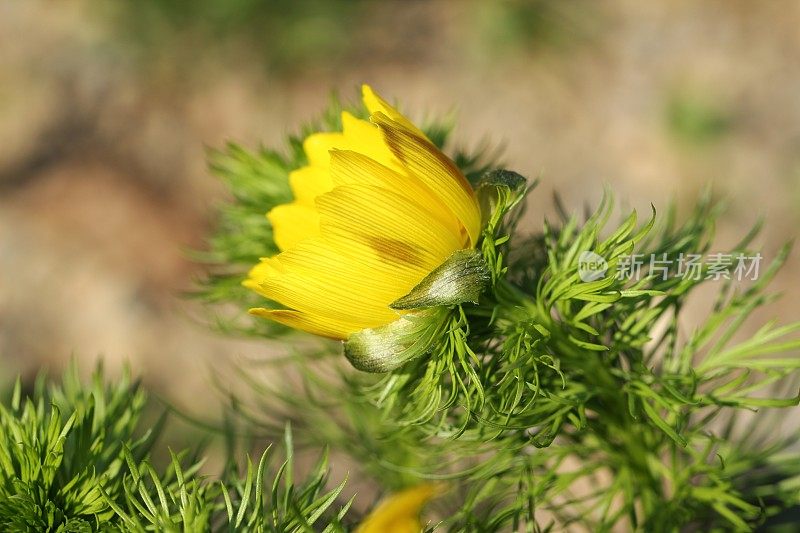 黄野鸡眼(Adonis vernalis)